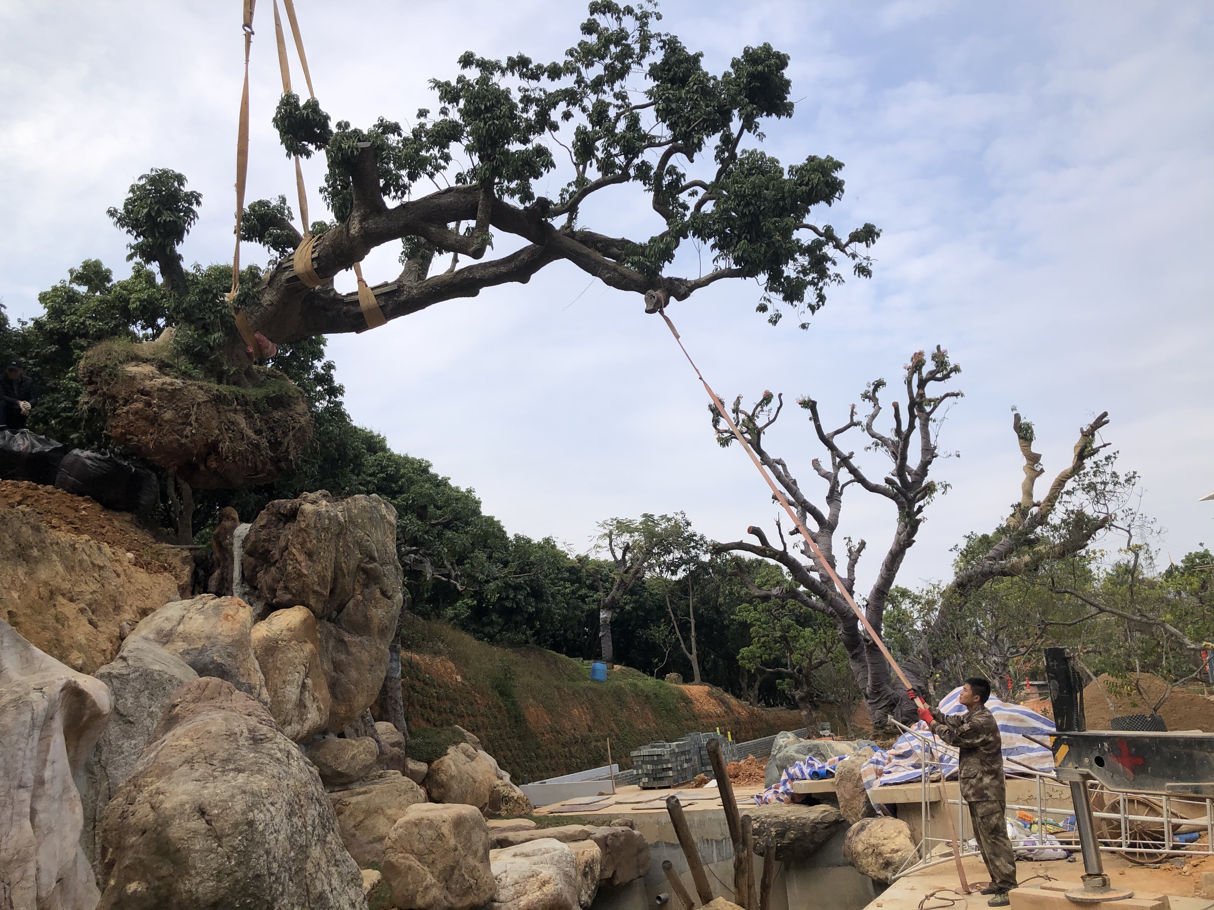 植树 — 现场二