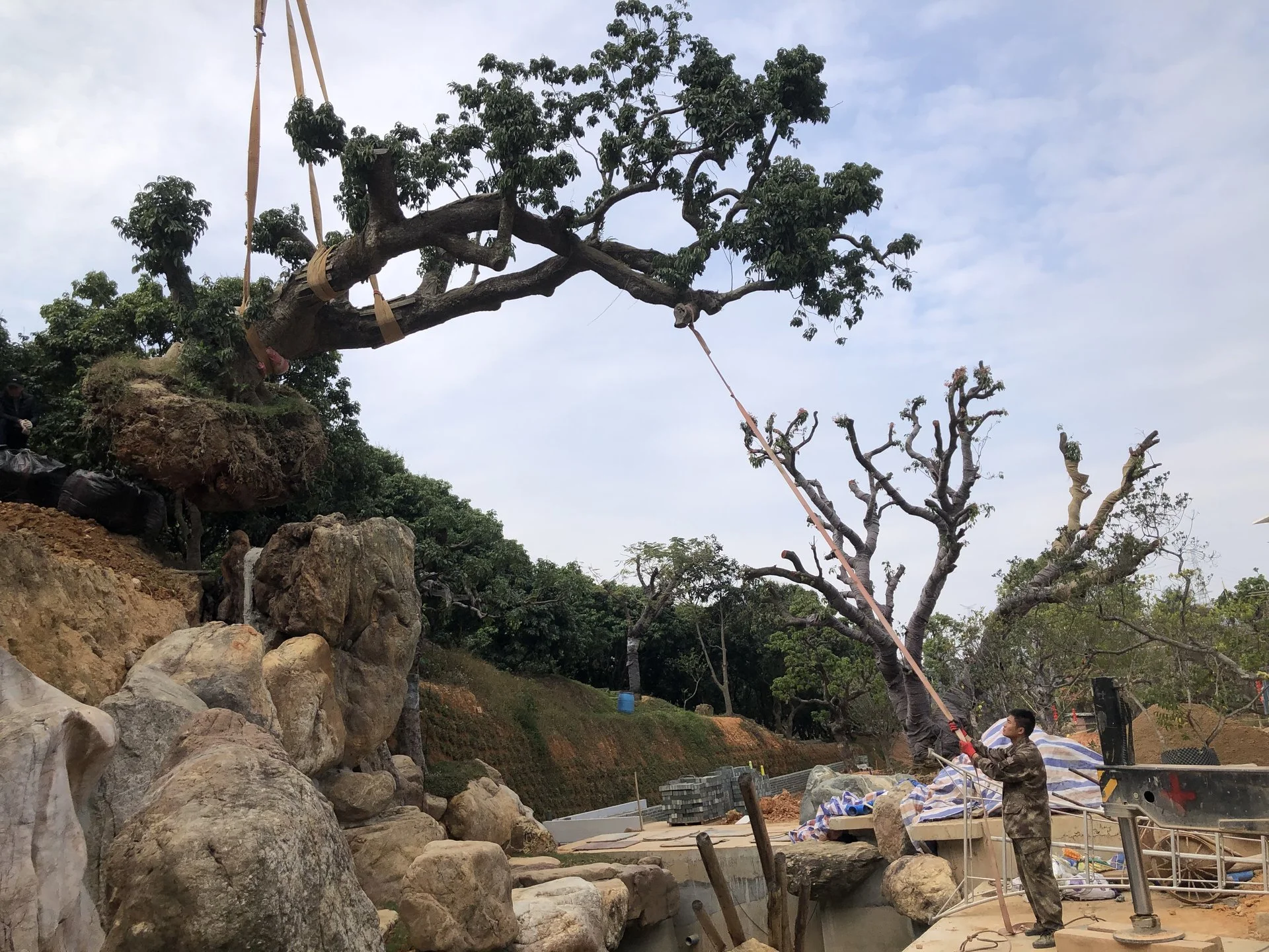 植树 — 现场二