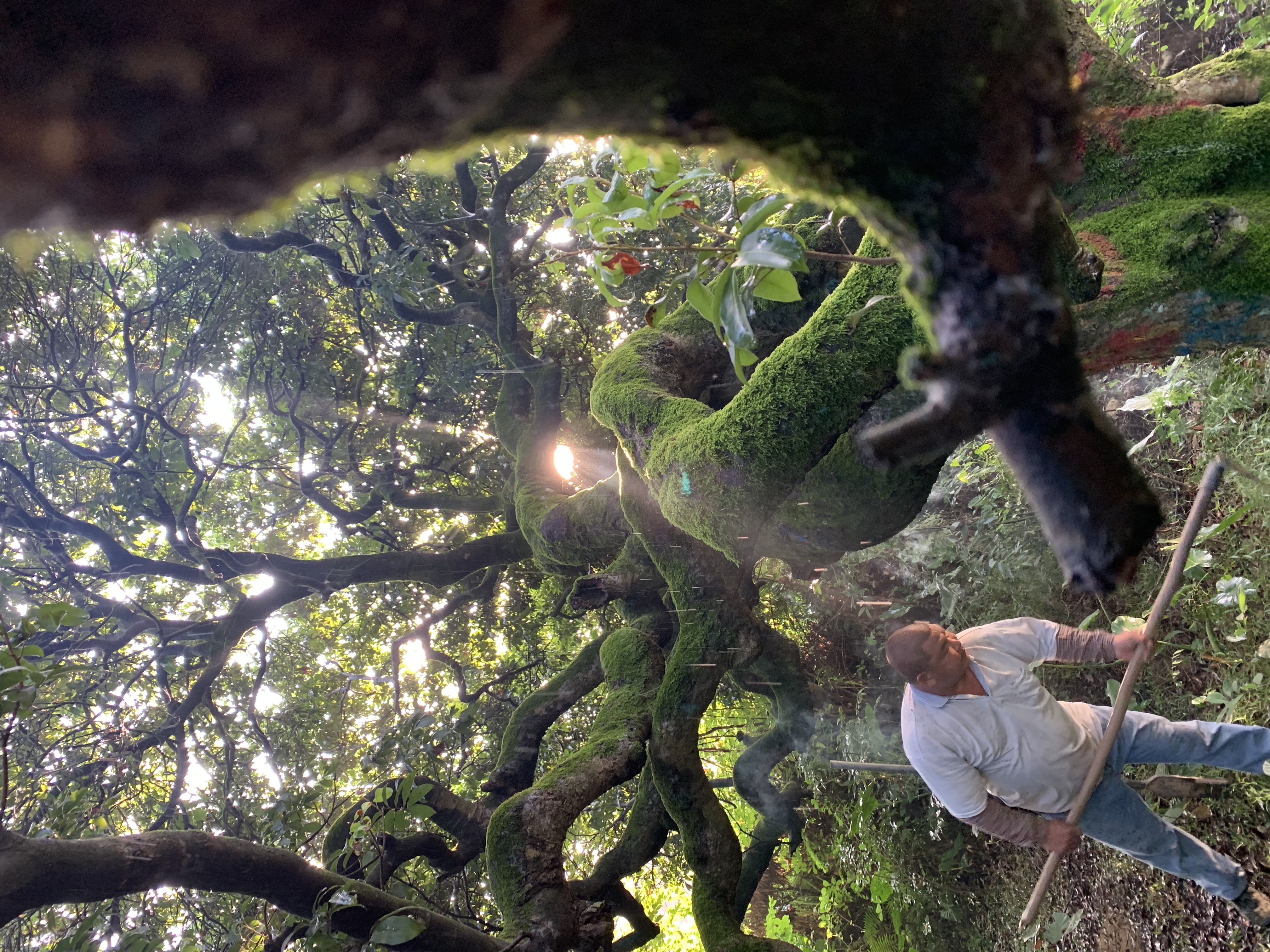 植树 — 现场三