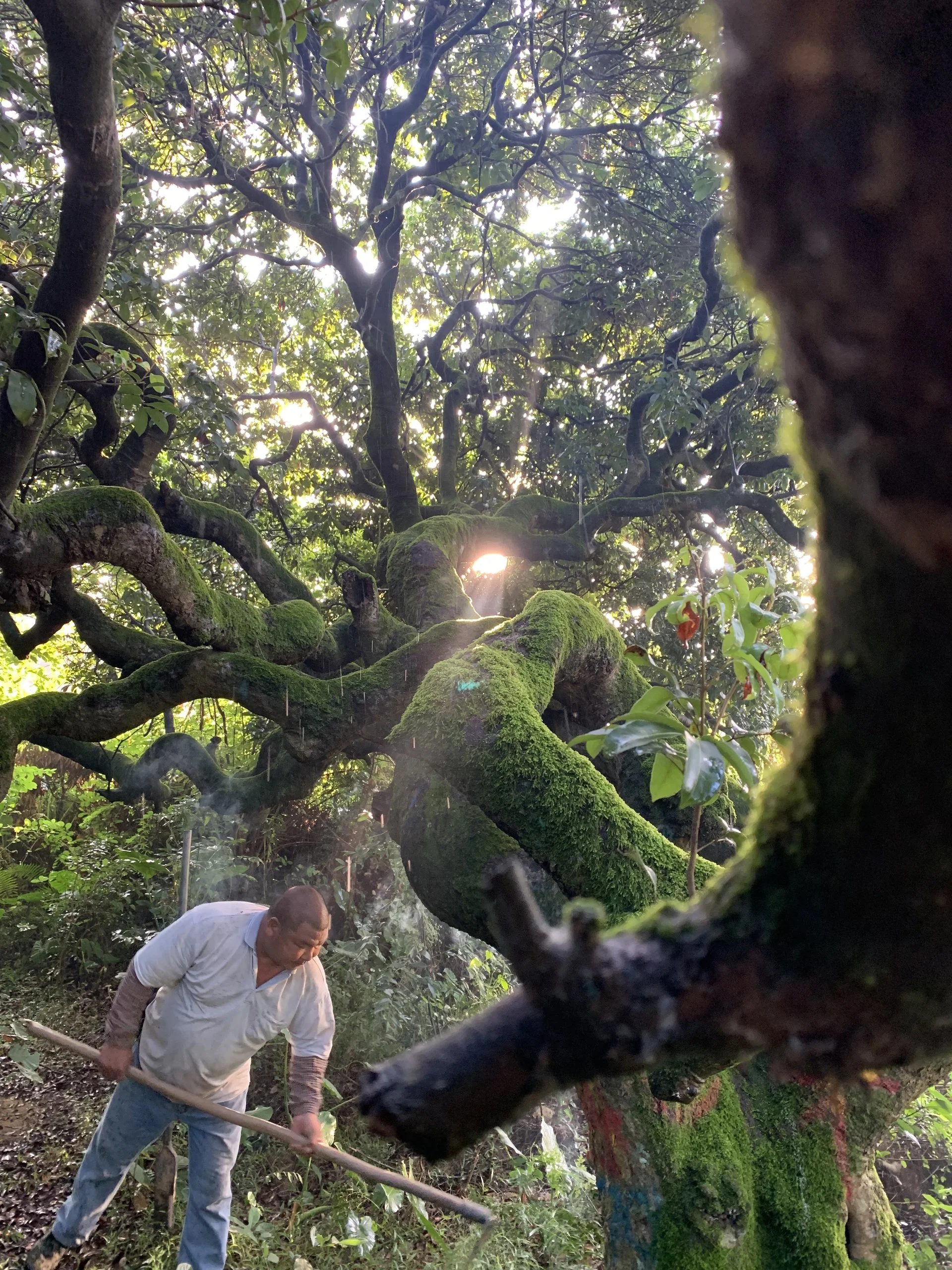 植树 — 现场三