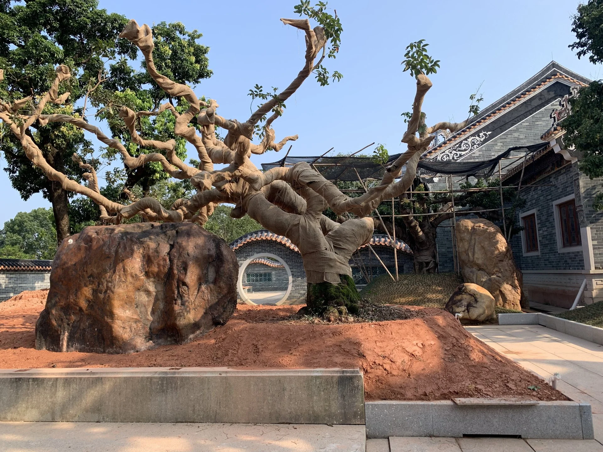 植树 — 现场五